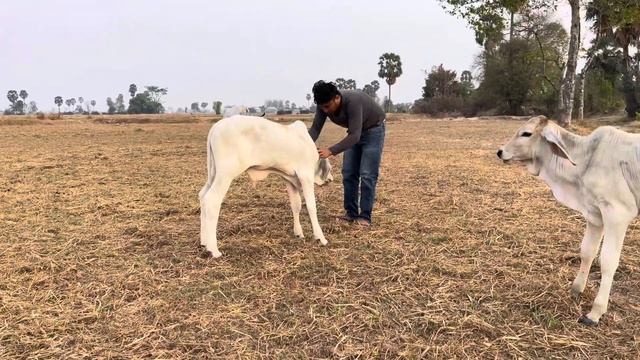 A man and baby cow part 1 #cowlover #cowfarm #animal #cows #cow #cowboy #cowvideos #animals смотреть онлайн
