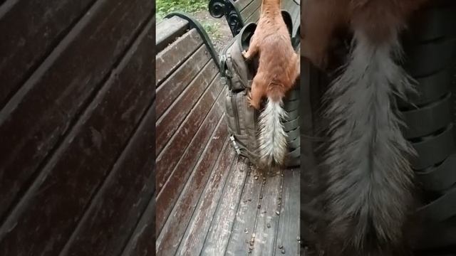 Не надо отвлекаться, у белки свои дела / No need to be distracted the squirrel has his own business смотреть онлайн