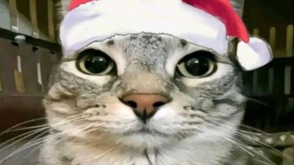 Котик танцует под уииа иууиииаи🐈🐱