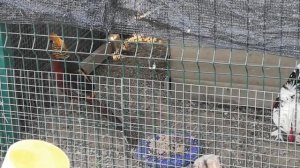 Как чирикает фазан золотой