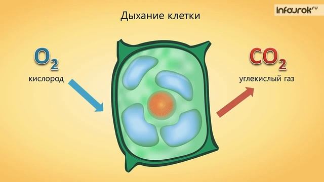 Жизнедеятельность клетки, ее деление и рост смотреть онлайн