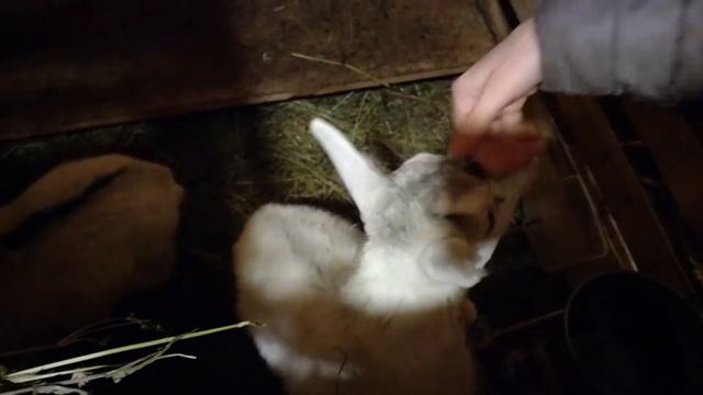 Жили были 2 козлёнка, если сено с молоком смотреть онлайн