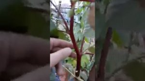 Малина Маравилла или не Маравилла
