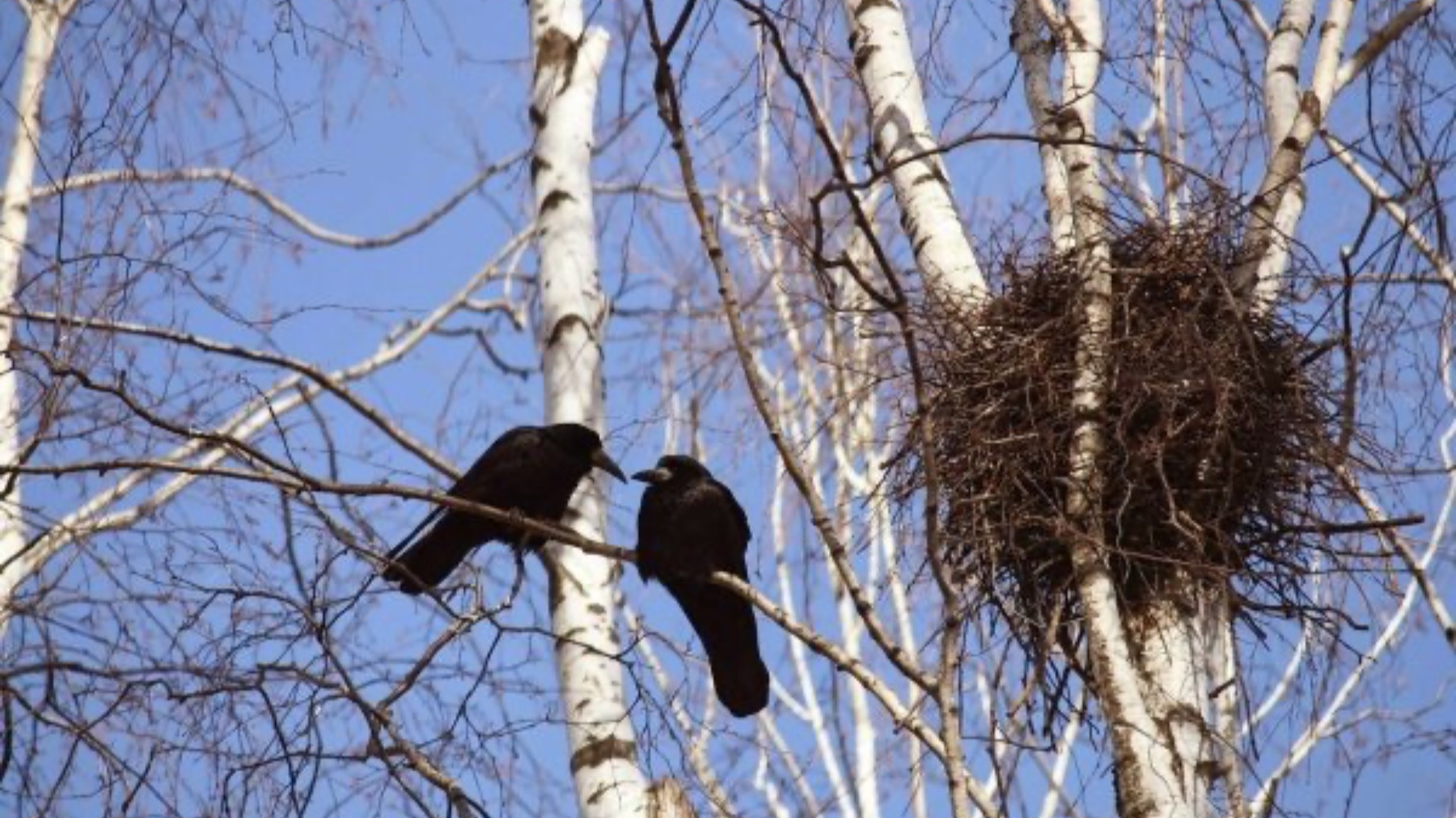 Евгений Боратынский (Баратынский)
Весна, весна! как воздух чист!.. смотреть онлайн