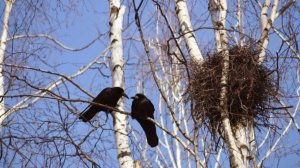 Евгений Боратынский (Баратынский)
Весна, весна! как воздух чист!..