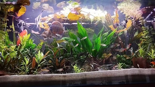 Aquarium Aftermath 30.04.2024 #294