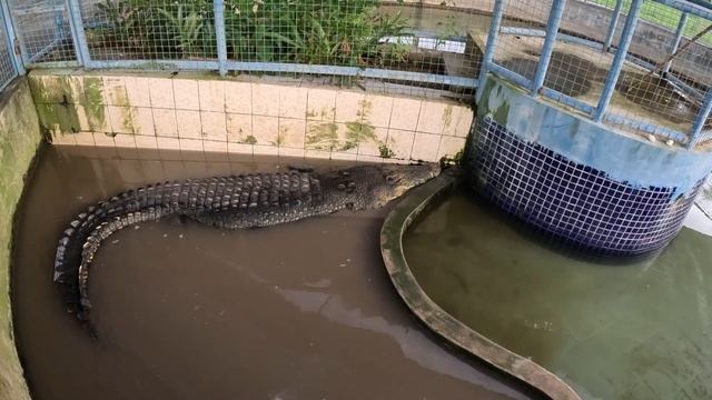 TUARAN CROCODILE FARM: Unique Adventure in Kota Kinabalu, Sabah, Malaysia смотреть онлайн