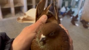 Питомник "Западный" Мариуполь -продажа +7 909 667-53-00 Виктор