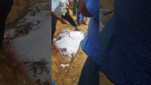 ഭിമൻ തിരണ്ടി смотреть онлайн