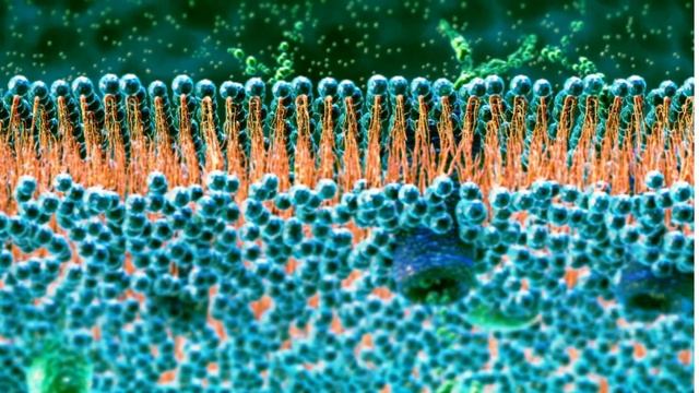 Fluid Mosaic Model#LipidBilayer#ProteinStructure#Cholesterol#CarbohydrateChains#BiologyExploration смотреть онлайн