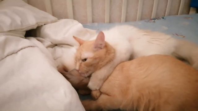Люблю Вас Прекрасное Созданье смотреть онлайн
