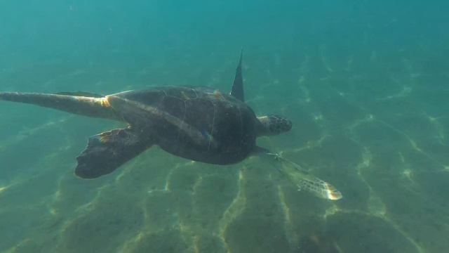 Green turtle смотреть онлайн