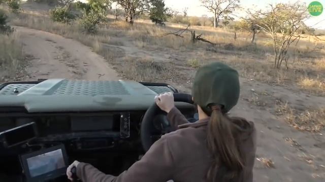 Lions and Impala on Safari! | Safari Live смотреть онлайн