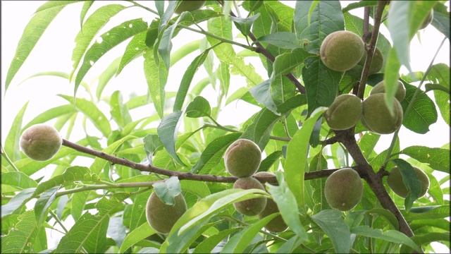 Псалмы из Библии