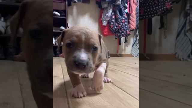 Щенки растут АСТ СТАФФ