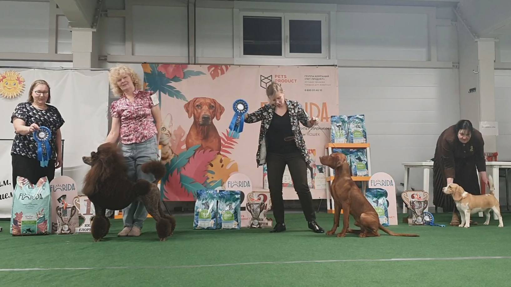 29.12.2024, СПб. Клуб "Глория-2" (РКФ, РФОС)". Выставка собак "СТАТУС-РИНГ" (САС, ЧФ) смотреть онлайн