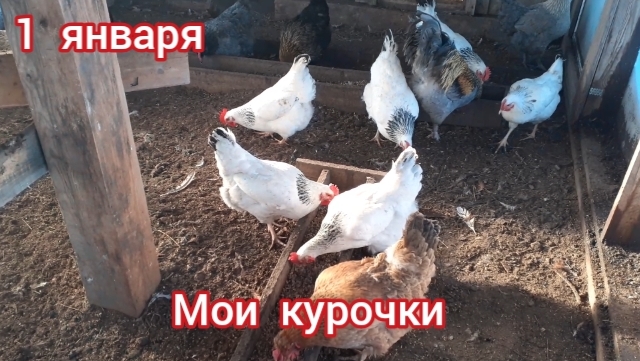 куры-несушки на зимнем выгуле.... смотреть онлайн