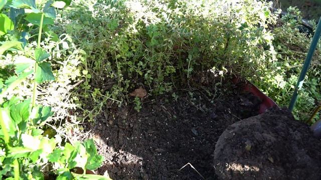 Cilantro Planting and Oregano Drying Tips #1 // CaliKim Cam смотреть онлайн