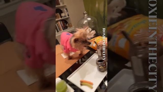 Roxie and Veggie Strings with truffles patè. смотреть онлайн