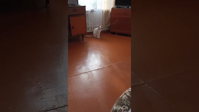 котик милый и он царапается ) ❤ подписываюсь взаимно! смотреть онлайн
