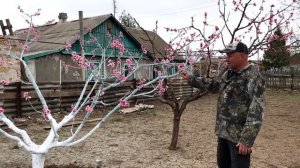 Как затормозить цветение деревьев