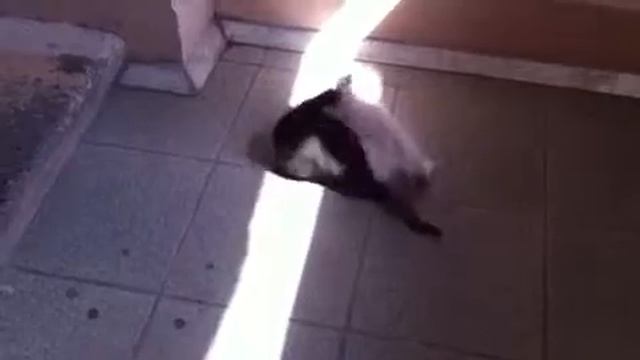 Котята ищут хозяина смотреть онлайн