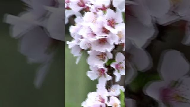 Войлочная вишня. Дмитрий Шлапак смотреть онлайн