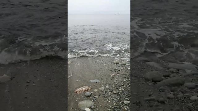 Курилы, горбуша заходит на нерест. смотреть онлайн