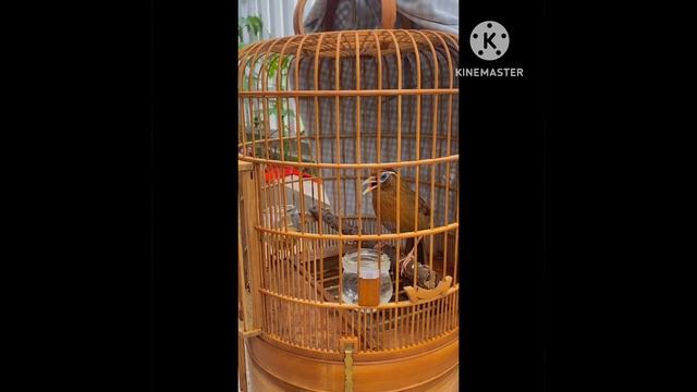 ✅✅1/6 hoạ mi mộc bộ to đầu to mắt mốc đen hót suốt ngày đêm telephone 📞 0981536511 смотреть онлайн