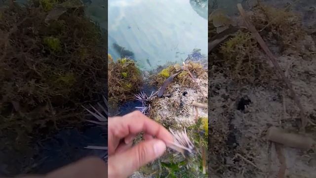 Морской Ёж расколотый на Части, Жалит как Живой смотреть онлайн