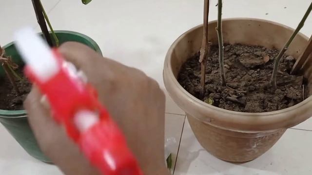 টমেটো চাষের সম্পূর্ণ তথ্য||Tomato cultivation смотреть онлайн