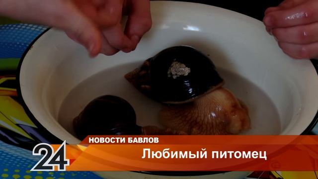 Любимые питомцы - 18 января 2022 года смотреть онлайн