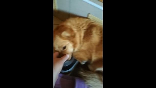 Собака и мои кроссовки смотреть онлайн