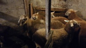Плановая вакцинация Катумских овец, продажа баранов