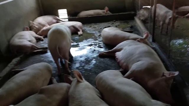 how to start peg form смотреть онлайн