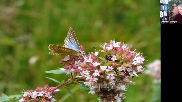 Essential Oil Mini Class: Oregano смотреть онлайн