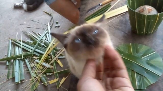 cute cat with blue eyes|Animals TV смотреть онлайн