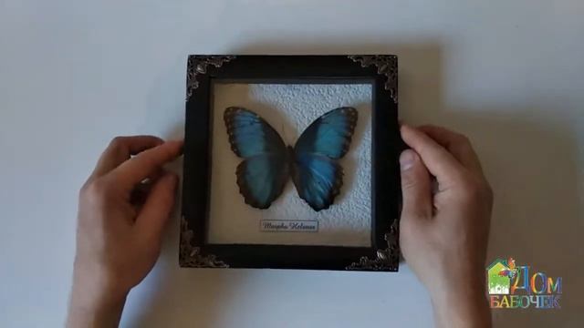 Бабочка Blue Morpho в рамке смотреть онлайн