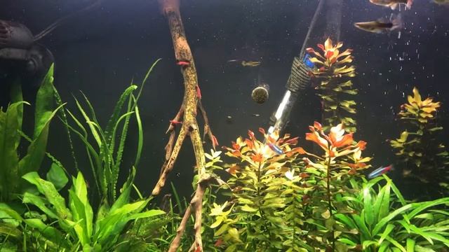 Sera Spirulina Tablet - First time trying смотреть онлайн