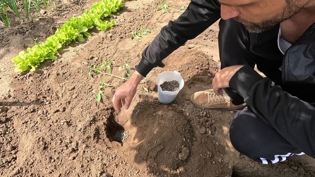 Nu Plantez Rosiile Fara Acest Ingrasamat Esential In Dezvoltarea Plantei