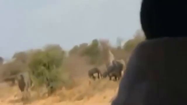 Documental De Leones - Los Leones Come Hombres