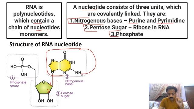 Chapter 1 : / Biological Molecules / Part 26 / RNA (Ribonucleotide) / Sindh Text Board смотреть онлайн