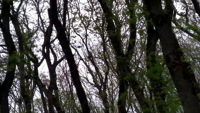 Пісня зяблика.. Chaffinch song. смотреть онлайн