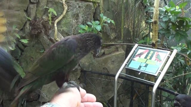 Защекотать до смерти! Парк птиц и рептилий 4ч..Бали .Индонезия.