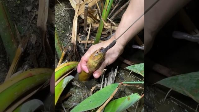 Wow Amazing Fishing Eel - Eel Fishing Using Hook EP0029