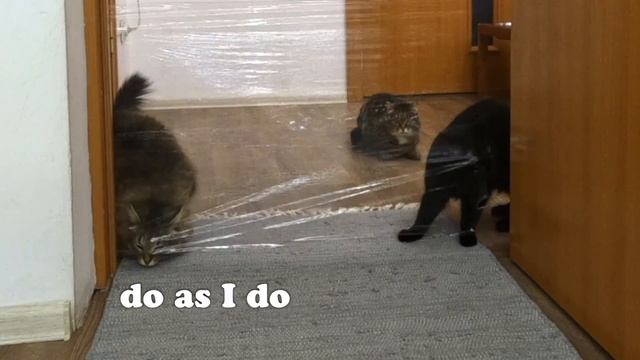 My Dogs and Cats React to the Invisible Wall Challenge! смотреть онлайн