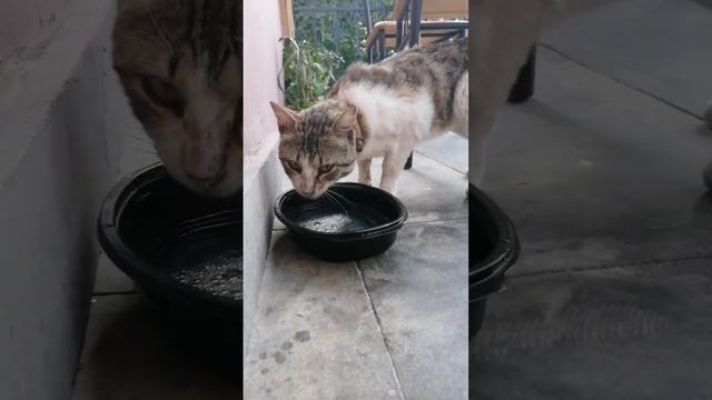 Куриный бульон для Дынного кота смотреть онлайн