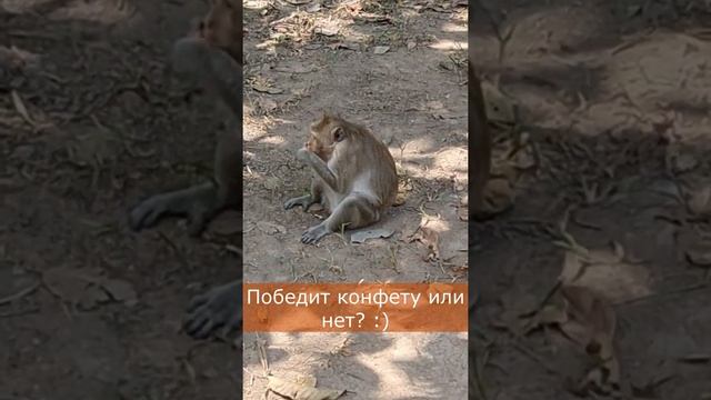 Обезьяна и конфета смотреть онлайн