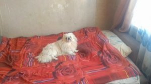 собака лежит