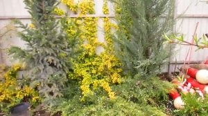 Чем хорош Бересклет и где лучше его высаживать.